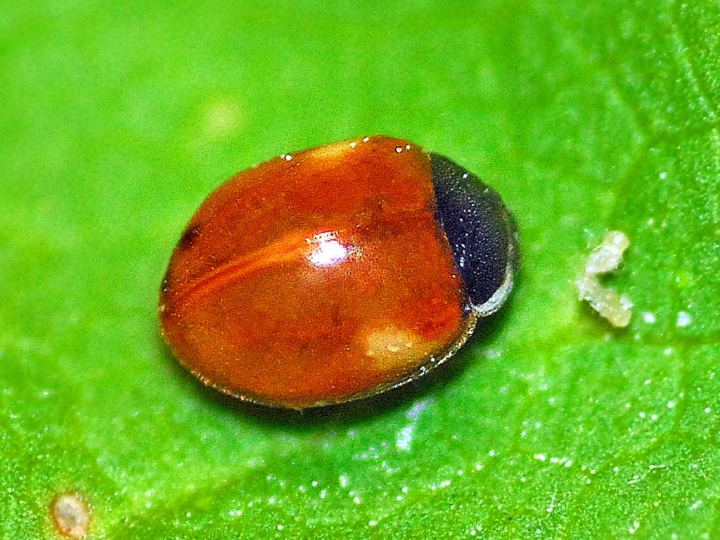 Coccinellidae: Adalia decempunctata